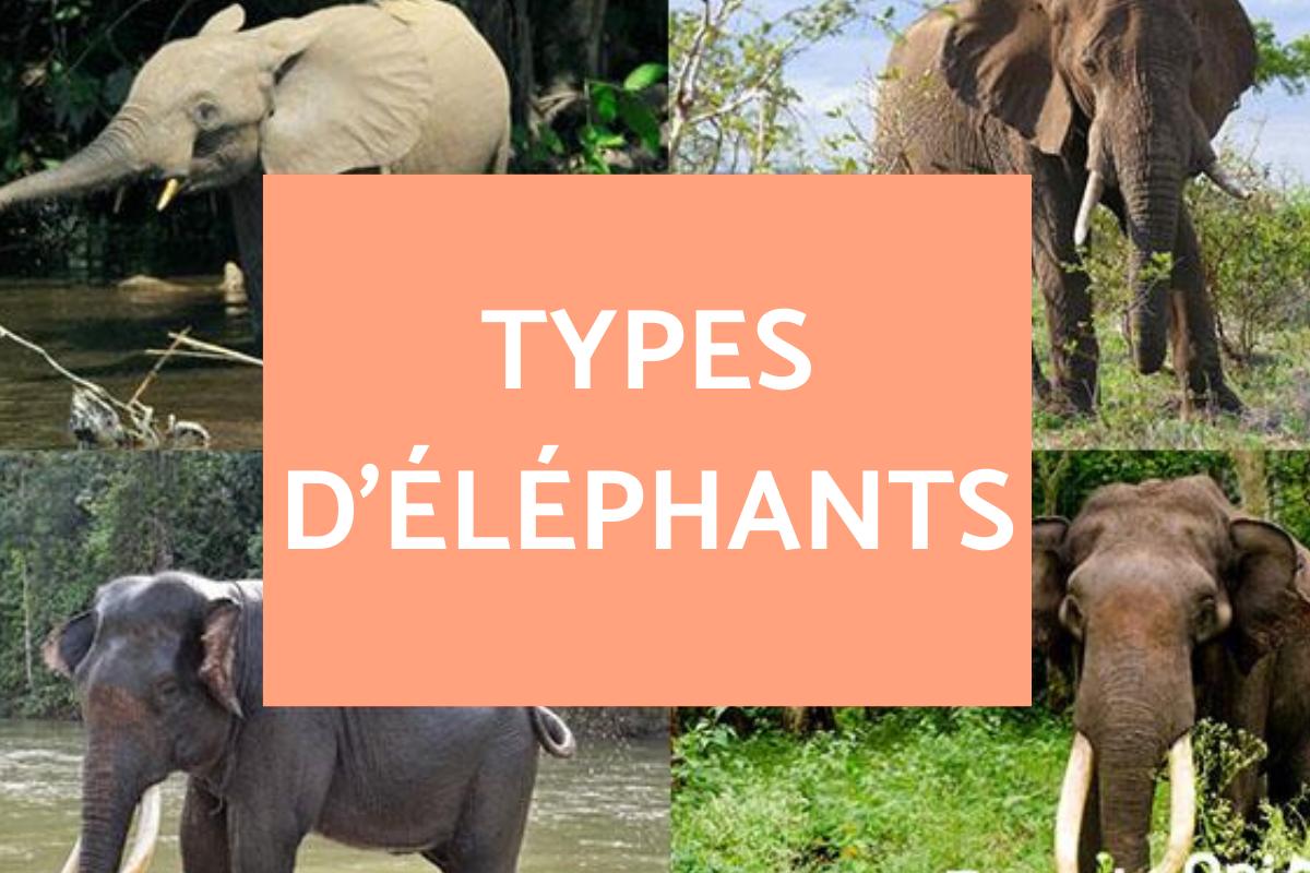 Types d'éléphants