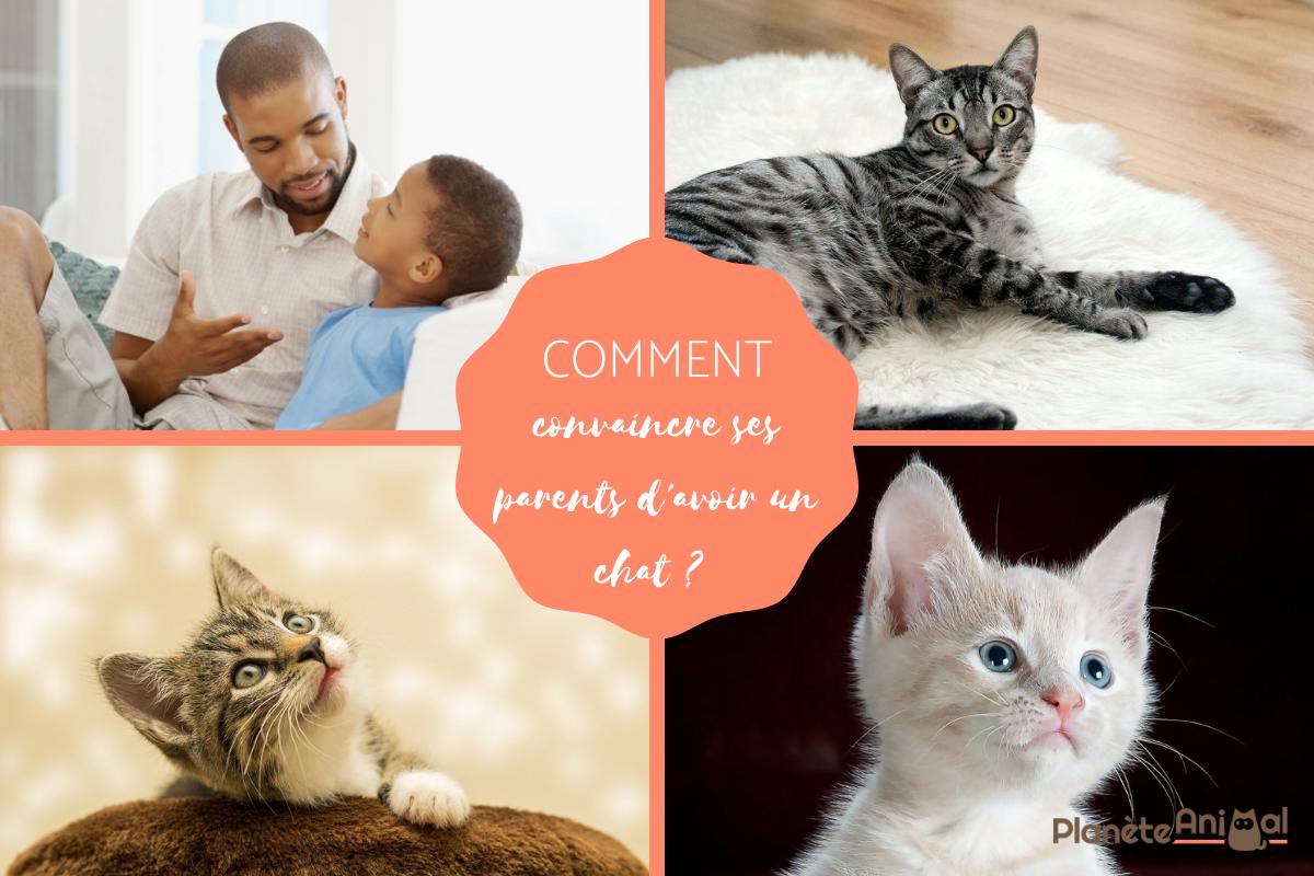 Comment convaincre ses parents d’avoir un chat