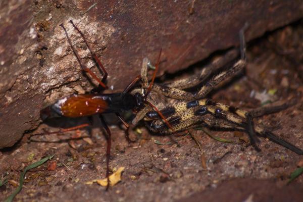 Prédateurs araignée - Insectes prédateurs d'araignées