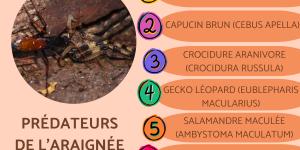 Prédateurs araignée