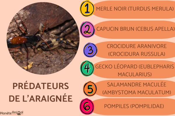 Prédateurs araignée