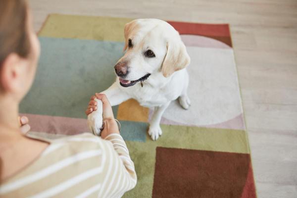 Comment apprendre à son chien à donner la patte ? - Combien de temps faut-il à un chien pour apprendre à donner la patte ?