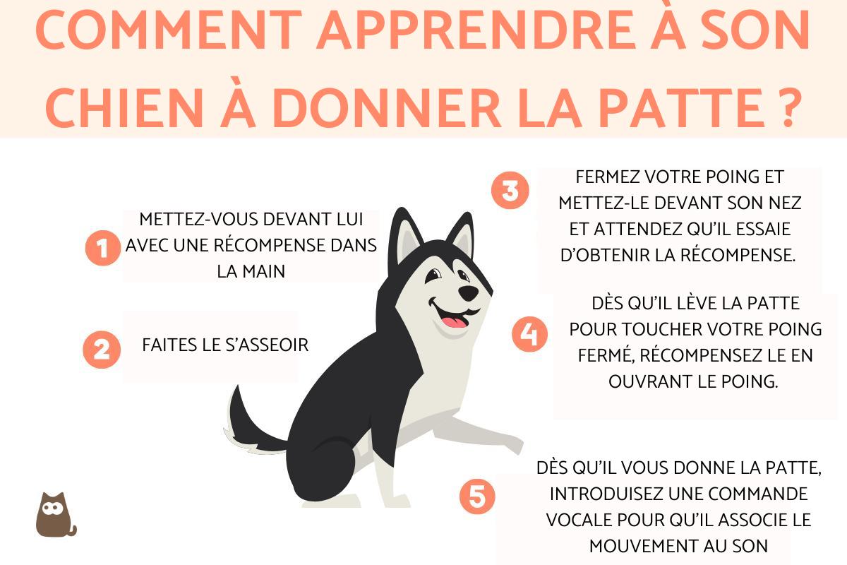 Comment apprendre à son chien à donner la patte ?