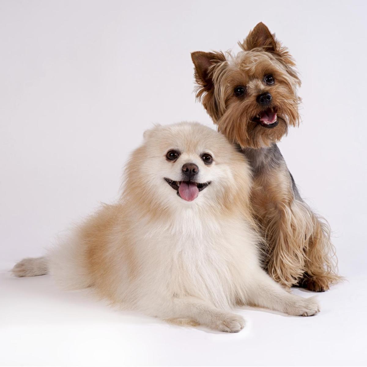 Noms anglais pour petits chiens - Mâles et Femelles !