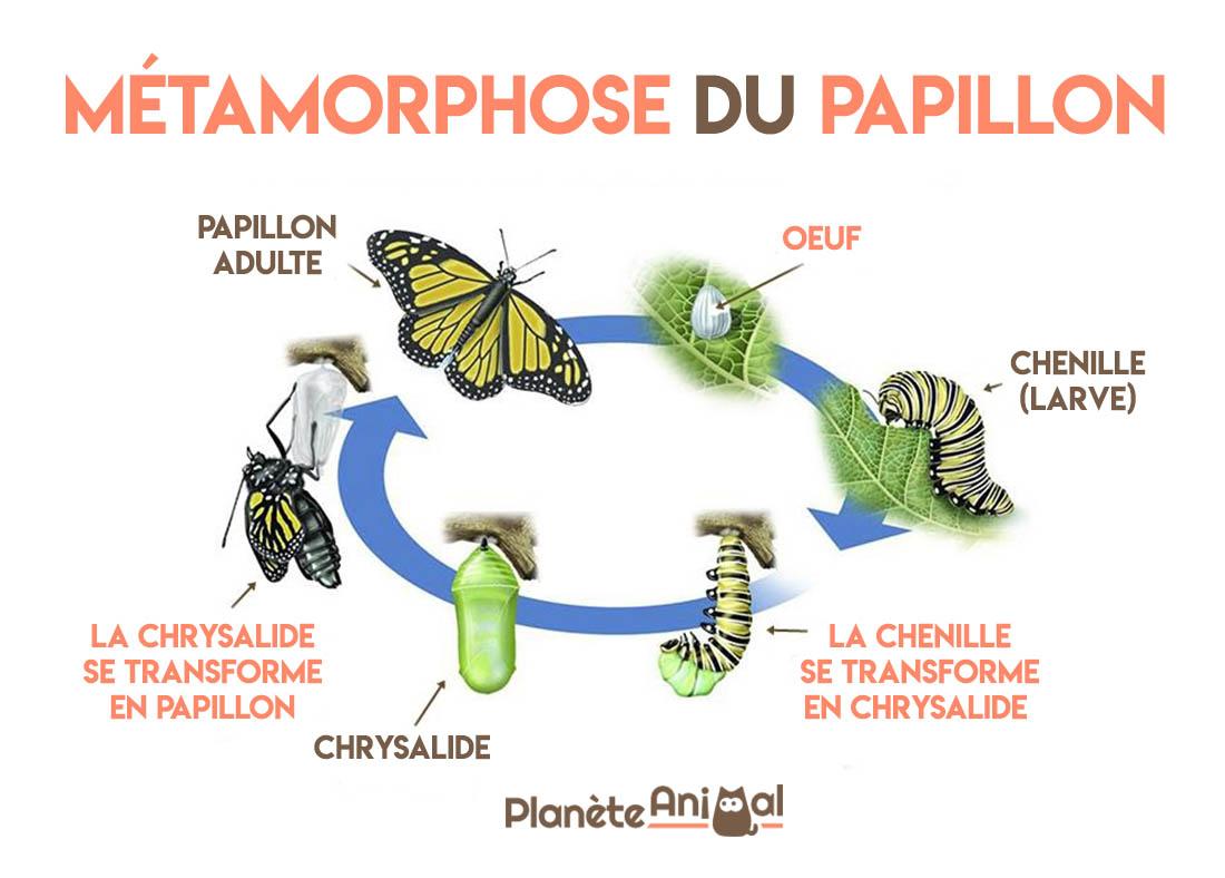 Cycle de vie du papillon Naissance, Reproduction, habitat et bien — free download