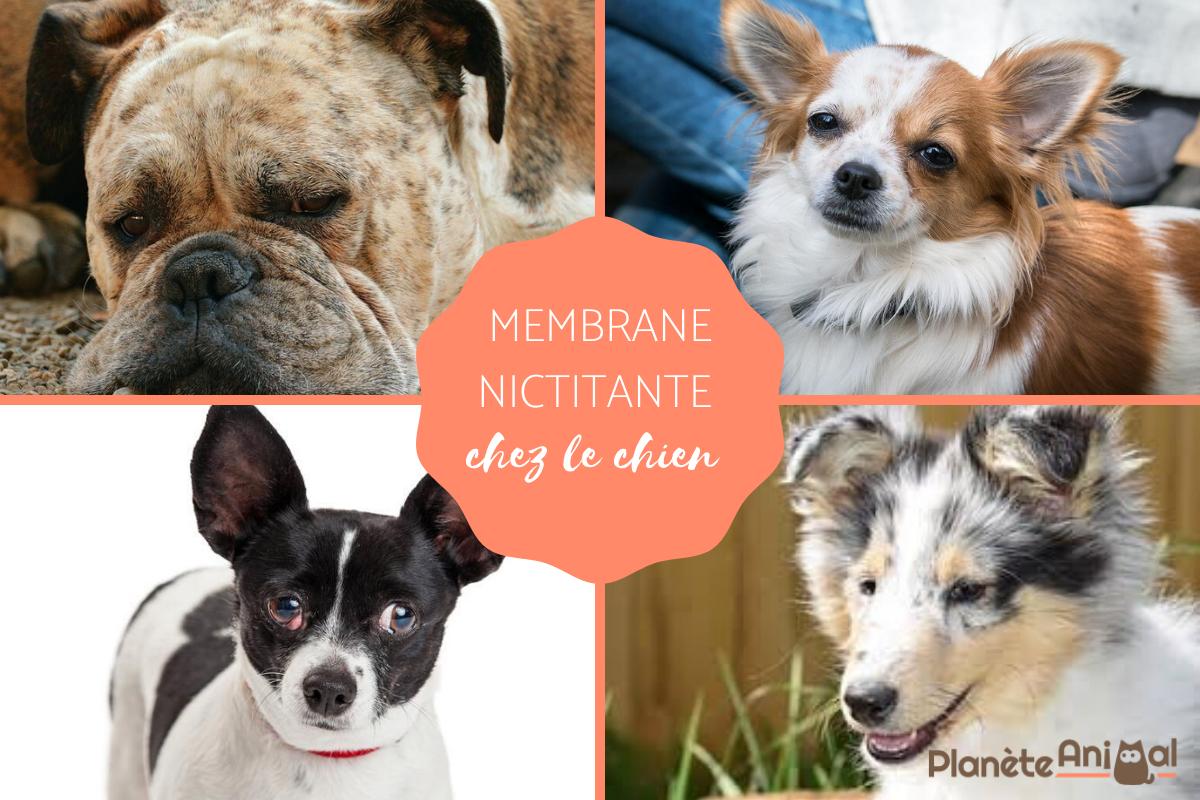 Membrane nictitante chez le chien