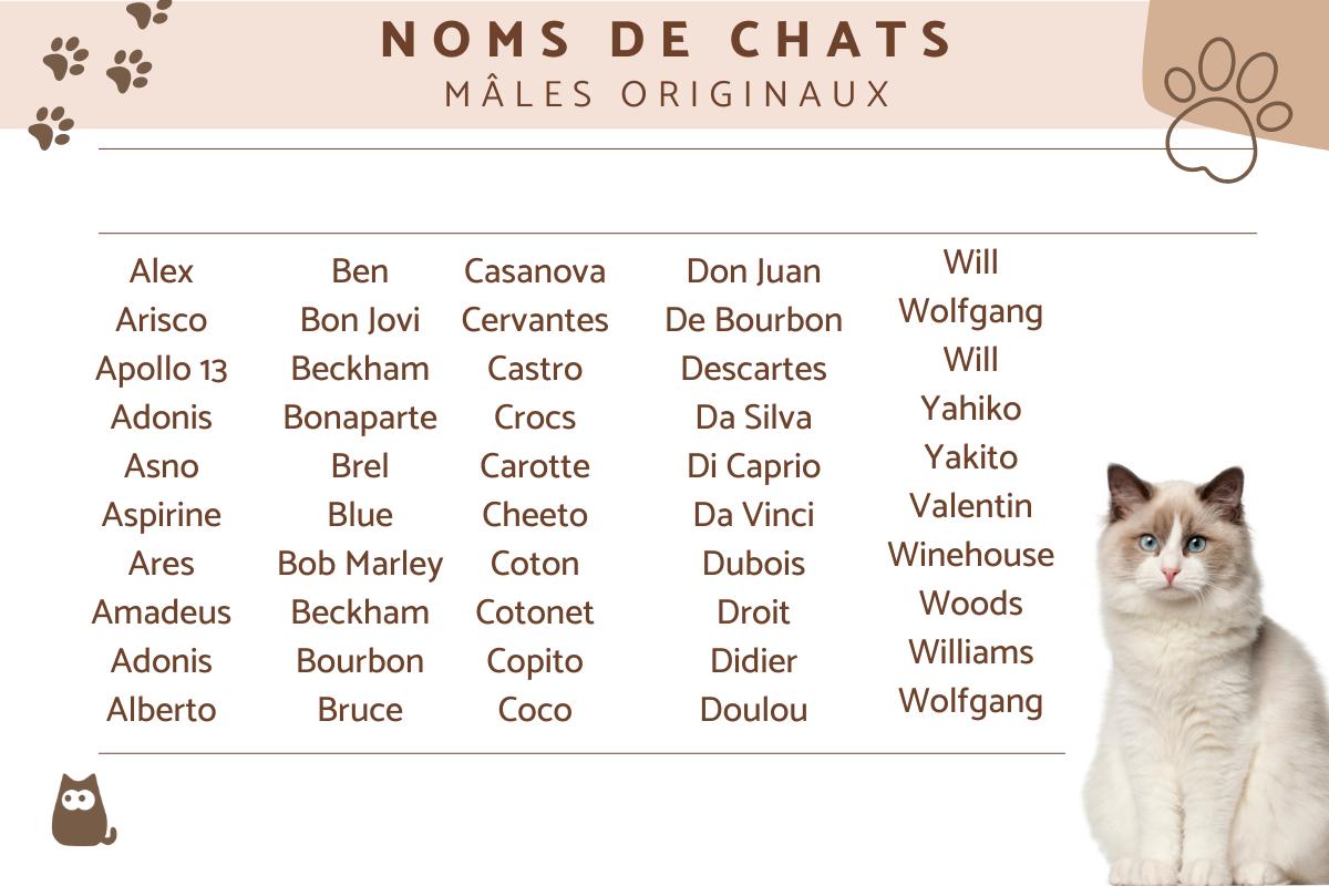 Noms de chats mâles originaux