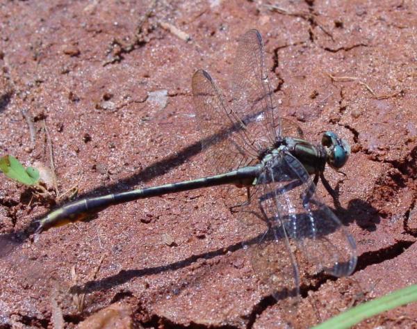 Types de libellules - Gomphus exilis
