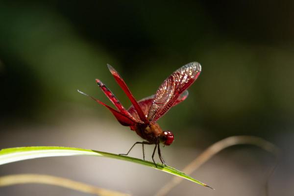 Types de libellules - Sympétrum rouge sang (Sympetrum sanguineum)