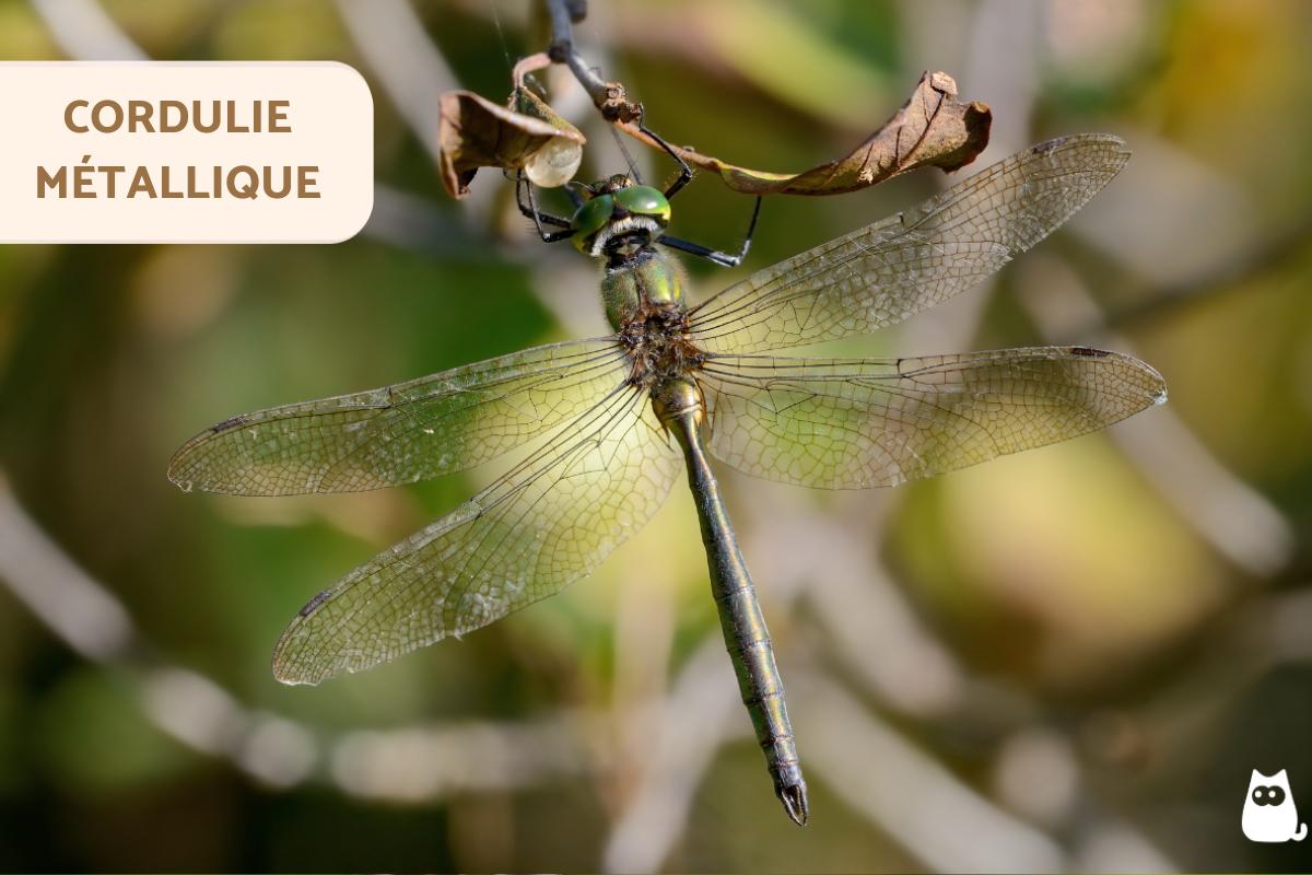 Types LIBELLULES ou D