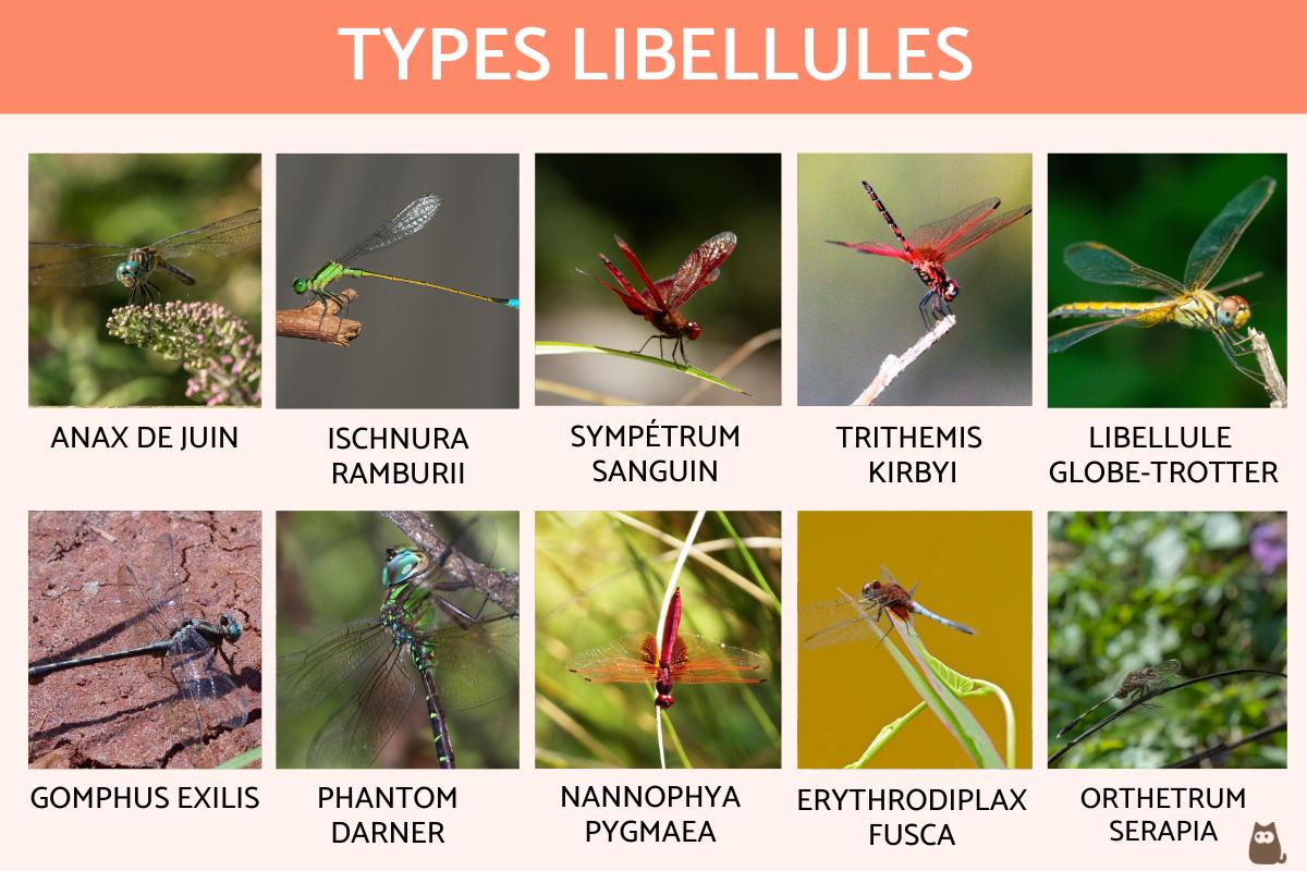 Types de libellules