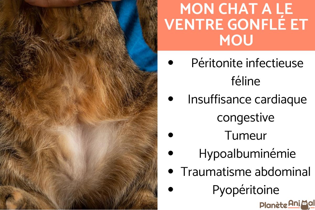 Mon chat a le ventre gonflé et mou : causes et traitement