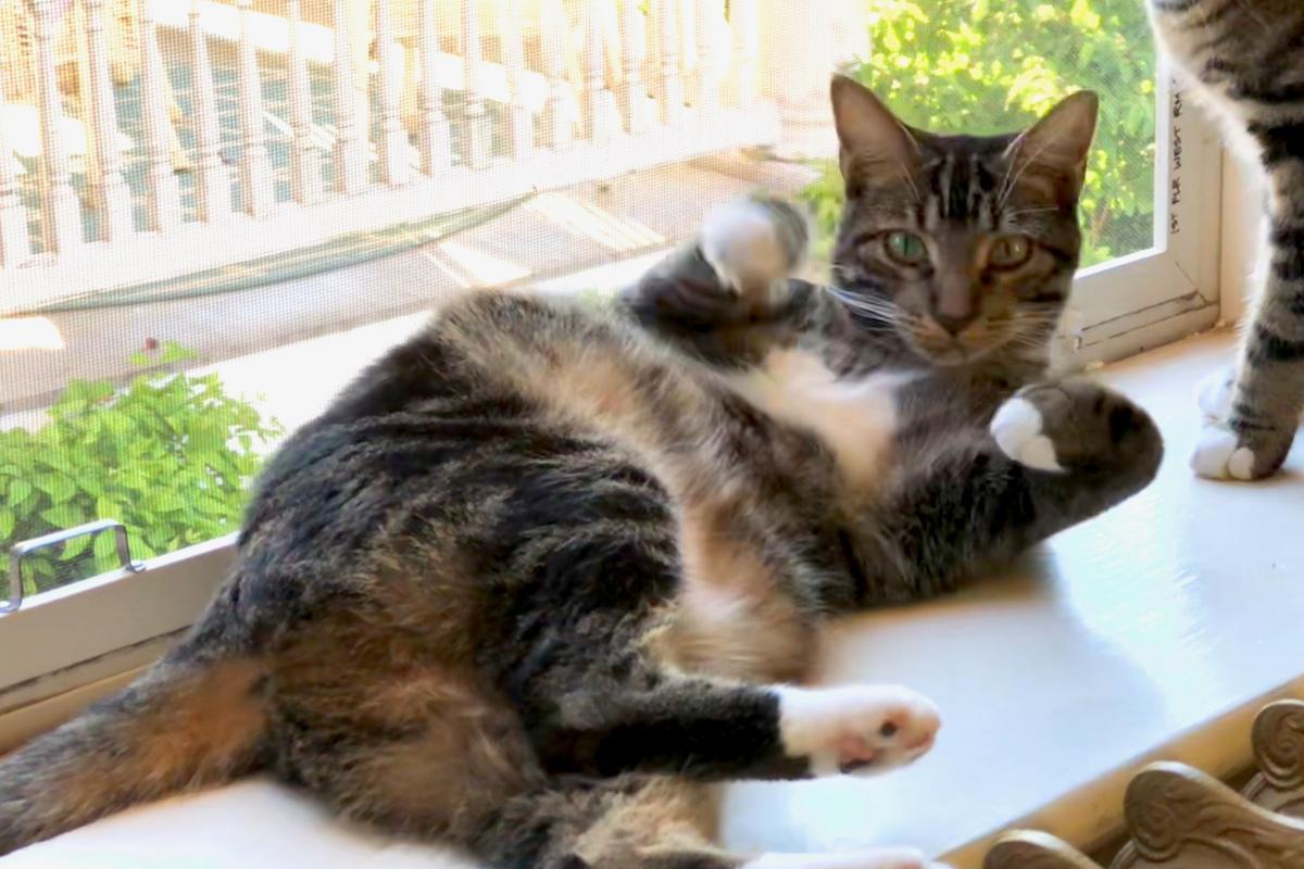 Mon chat a le ventre gonflé et mou causes et traitement