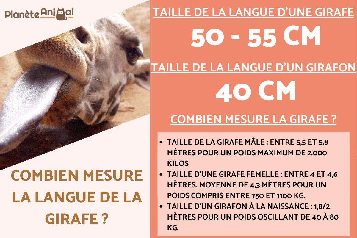 Combien mesure la langue d'une girafe ?