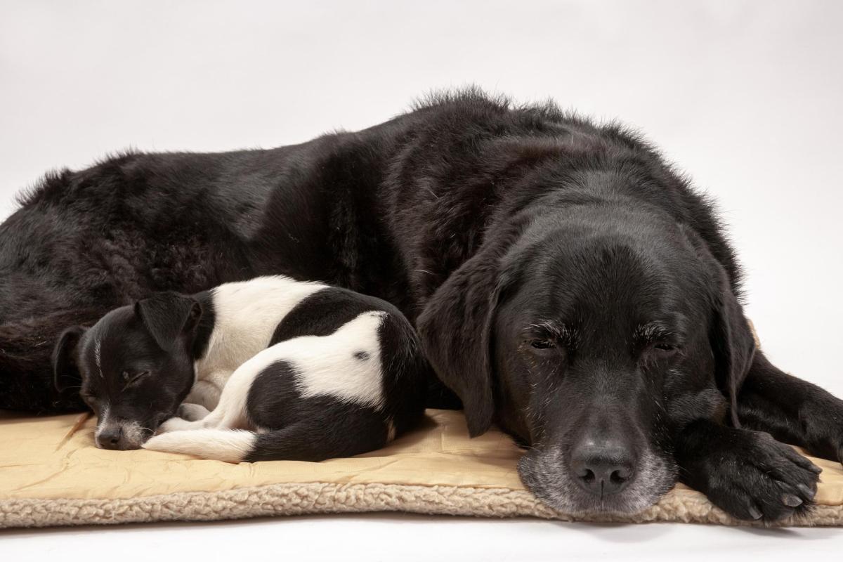 Ménopause chez les chiens - Âge et information