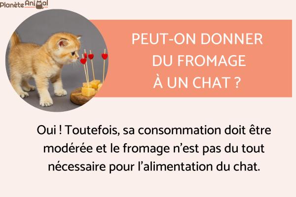 Peut-on donner du fromage à un chat ?