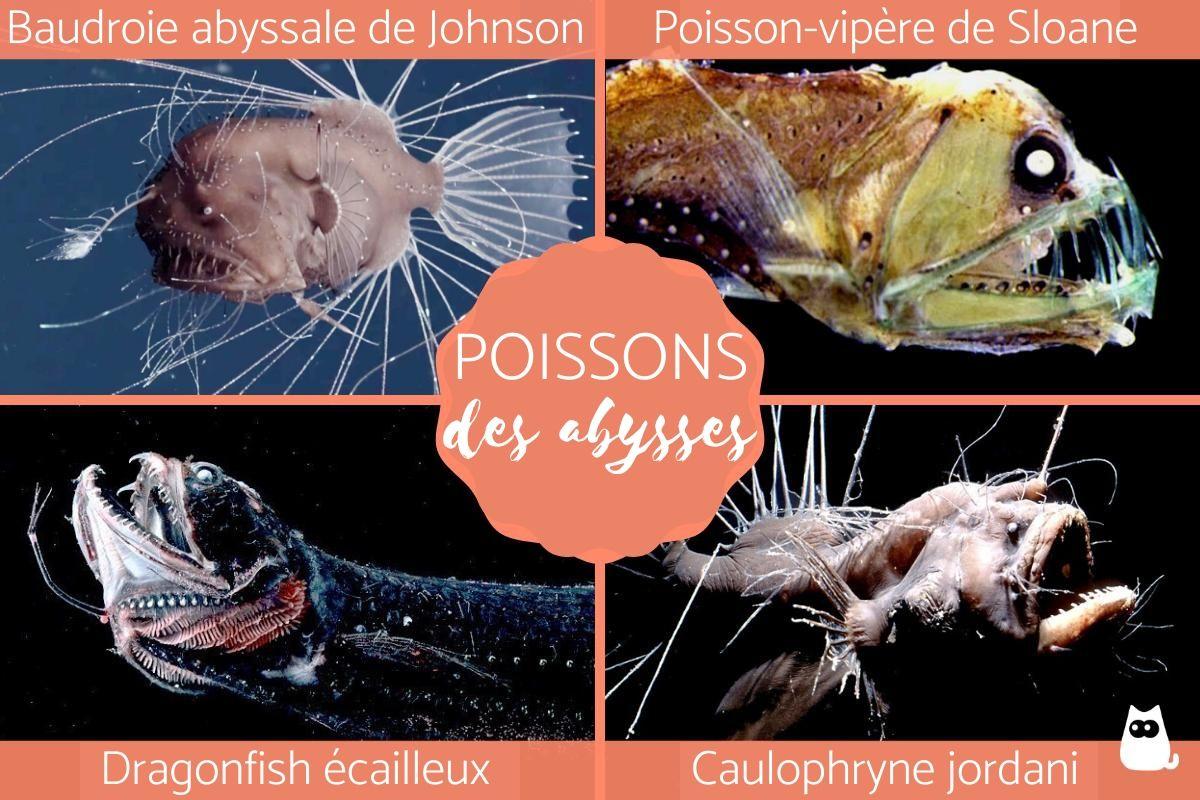 Poissons des abysses - Caractéristiques, noms et photos