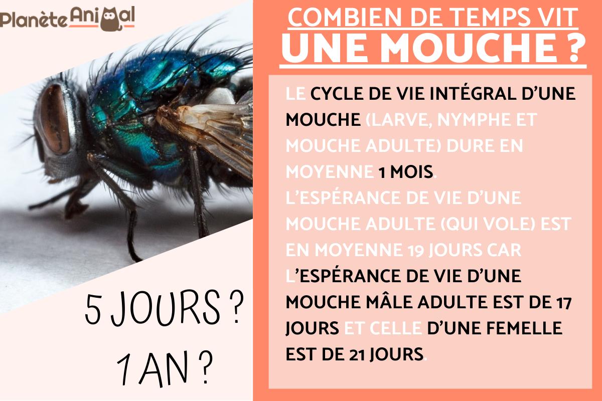 Combien de temps vit une mouche