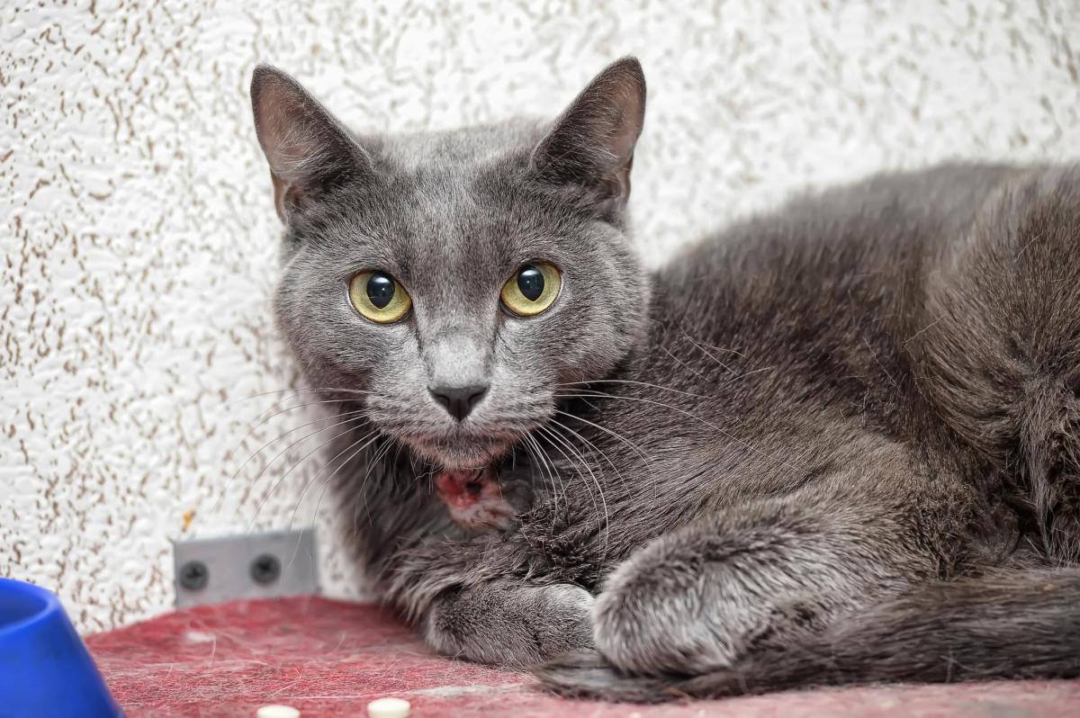 Cuterebra chez le chat - Symptômes et traitement