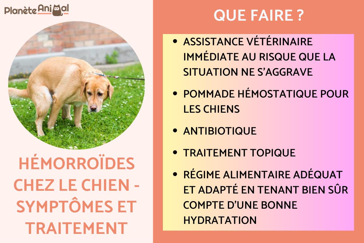 Hémorroïdes chez le chien - Symptômes et traitement