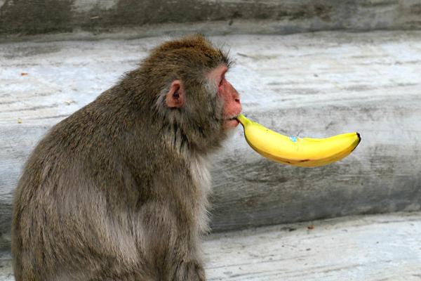 Information sur le singe - Astuce et comportement trompeur
