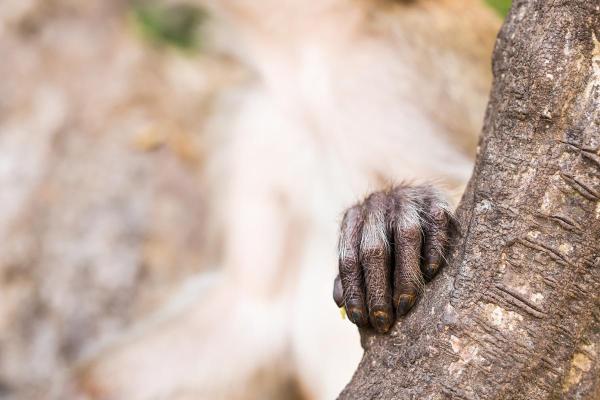 Information sur le singe - Empreintes digitales uniques