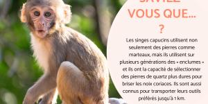 Information sur le singe
