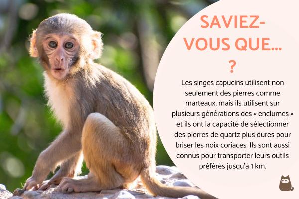 Information sur le singe