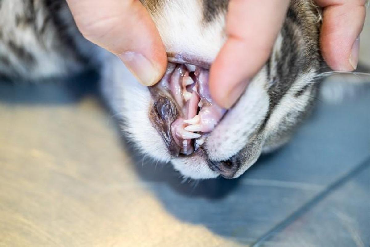 MON CHAT MANGE MOINS CAUSES et SOLUTIONS
