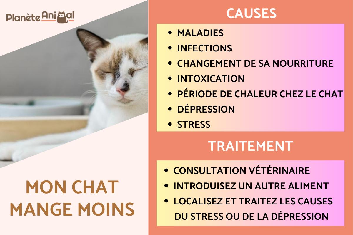 Mon chat mange moins - Causes et solutions