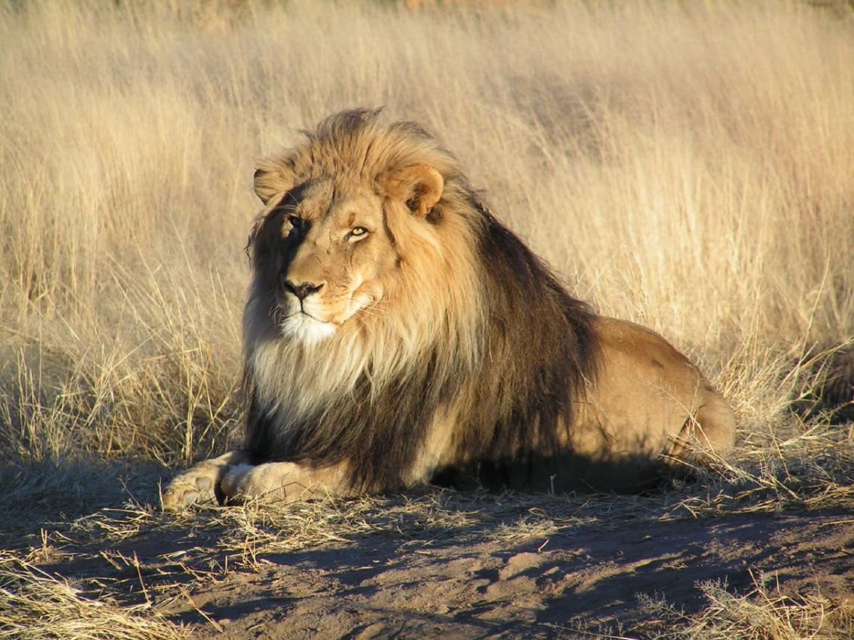 Que mange le lion - Alimentation du lion