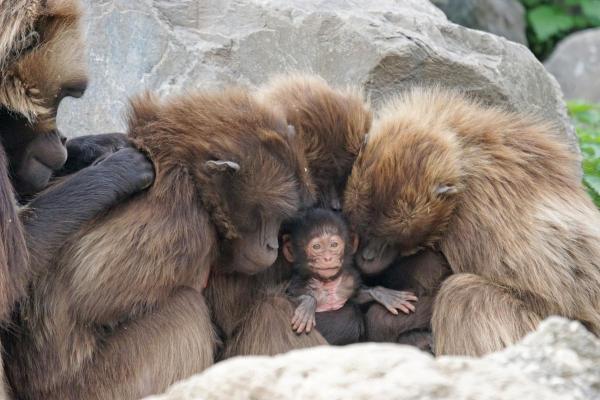 Information sur le singe - Structures sociales complexes