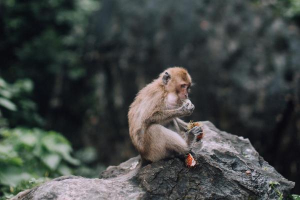Information sur le singe - Utilisation sophistiquée des outils