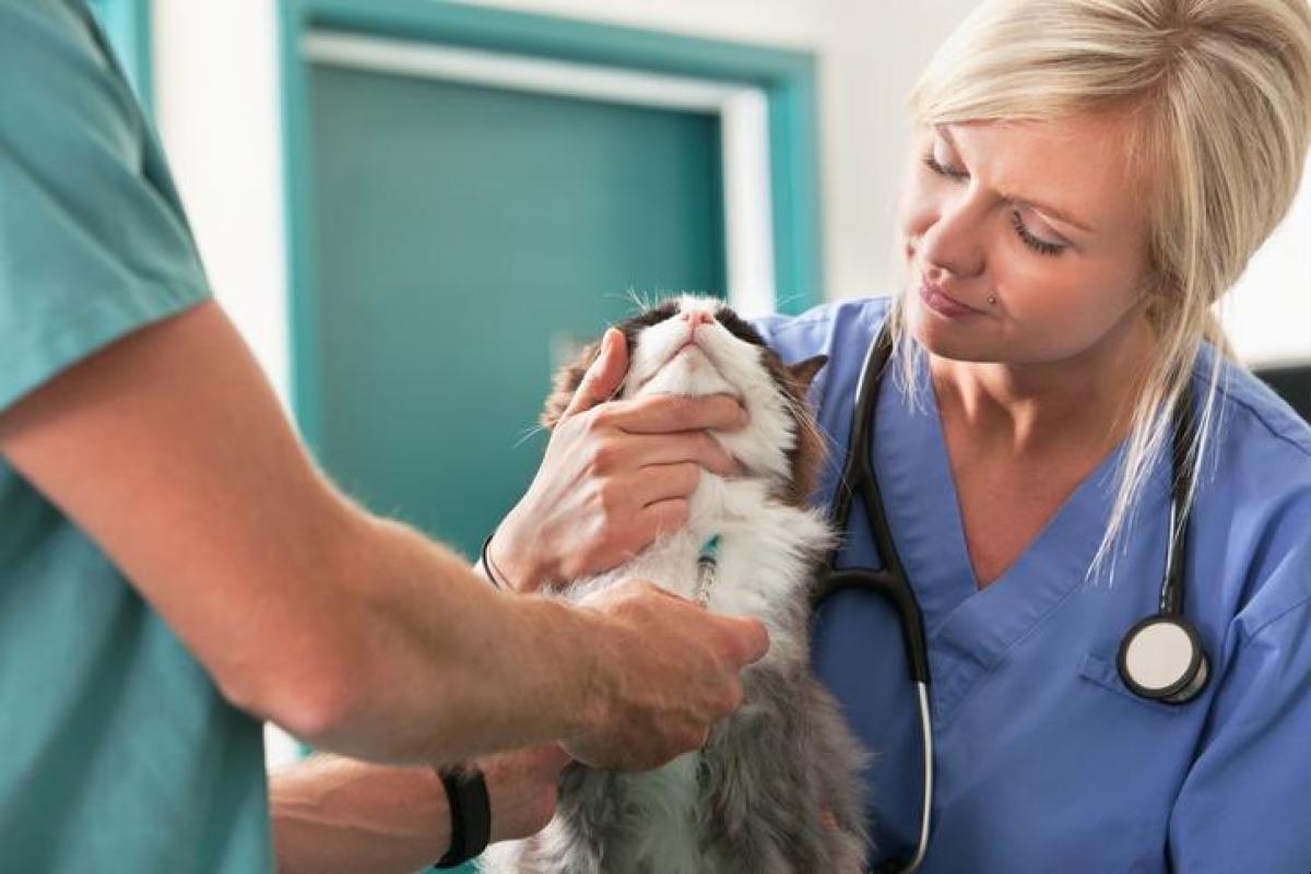 Tumeur mammaire chez le chat Causes, symptômes et traitement — free download