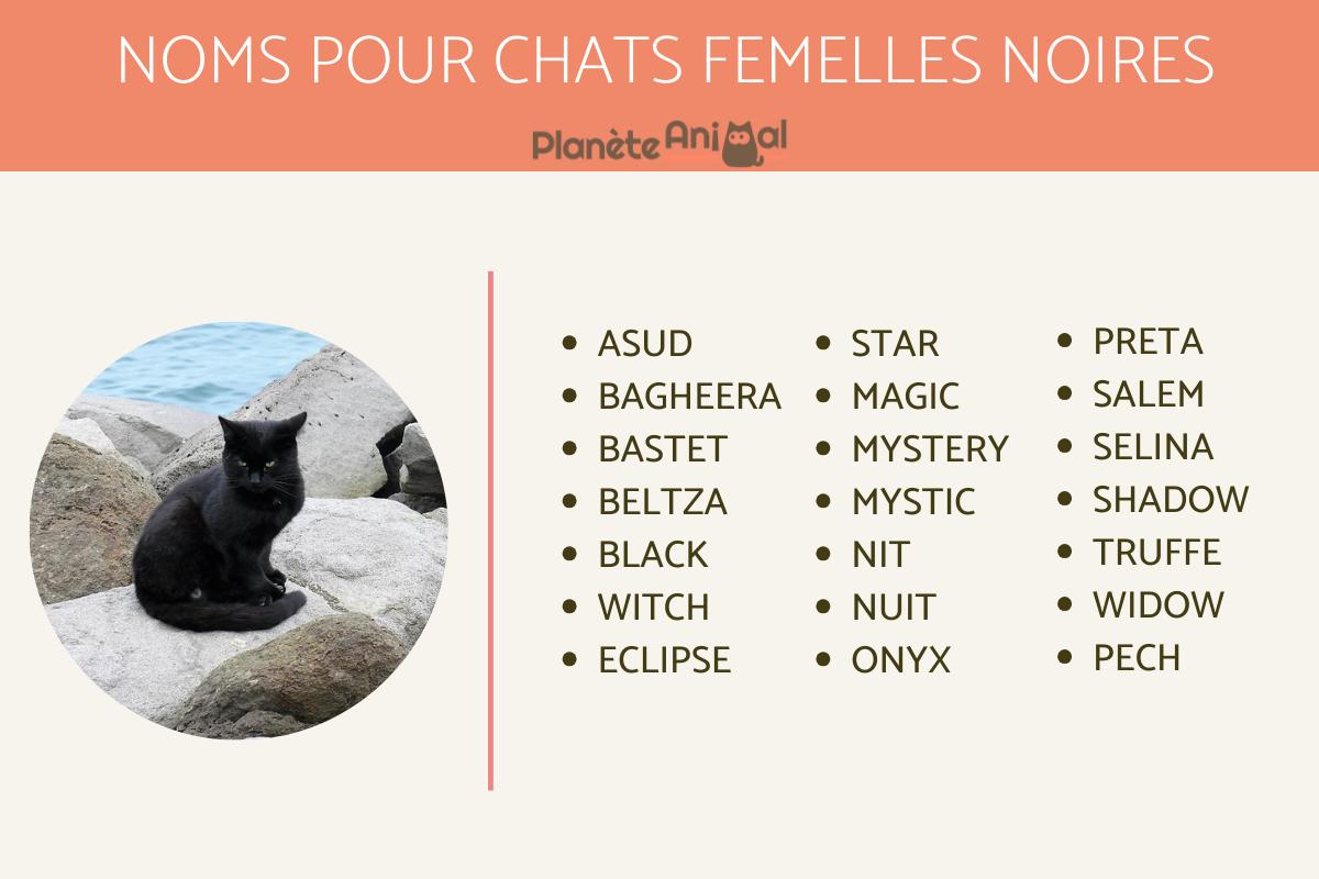 Noms pour chats femelles noires