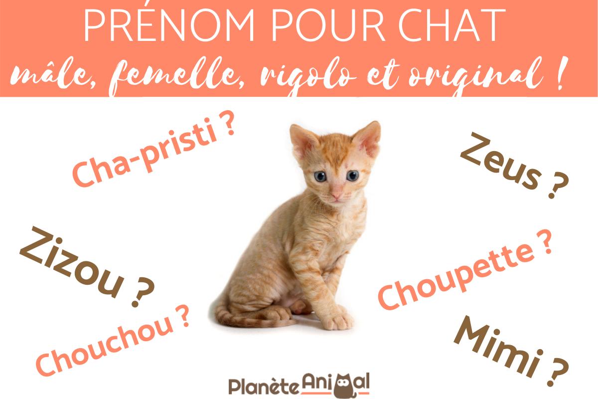 + de 500 idées de PRÉNOMS pour CHAT