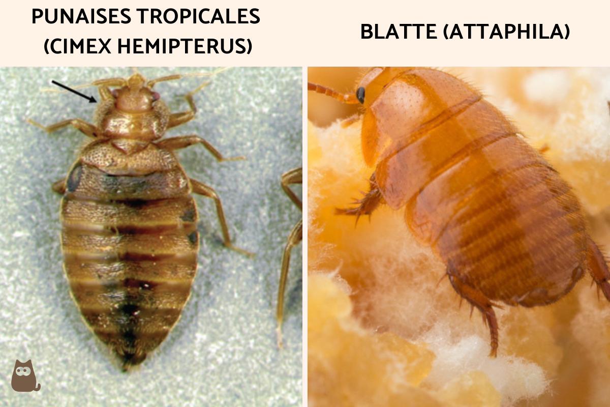 8 Insectes ressemblant à une blatte avec PHOTOS — free download