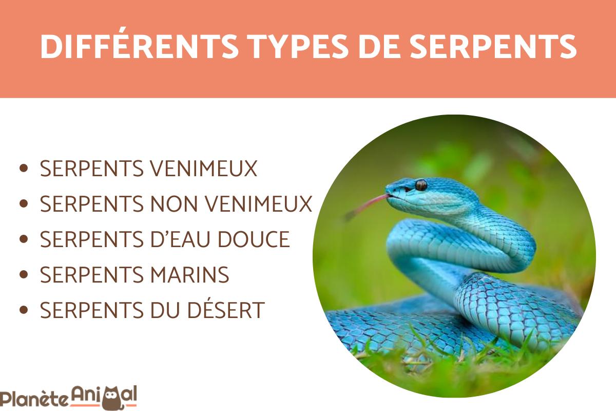 Types de serpents - Venimeux, non venimeux, marin, d'eau douce