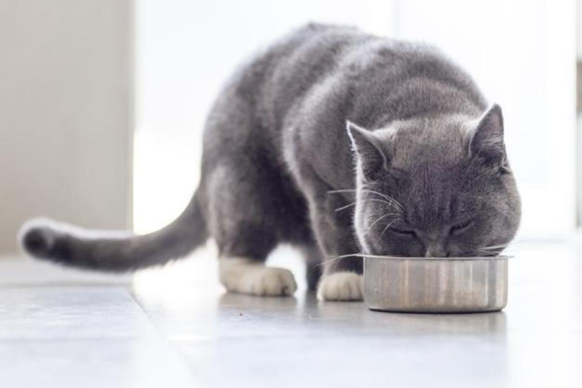 Les meilleures croquettes pour chat avec insuffisance rénale