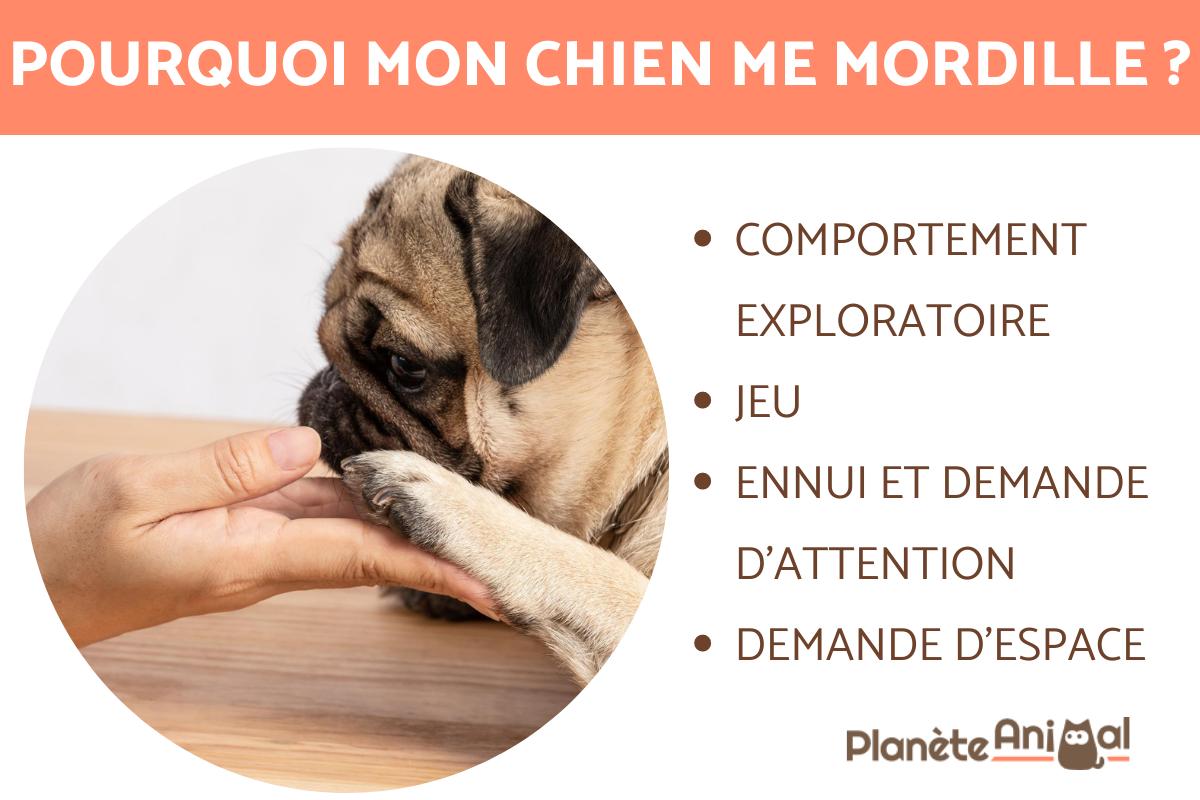 Pourquoi mon chien me mordille
