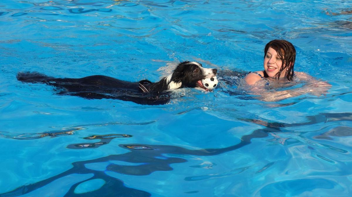 Activités canines à faire avec son chien cet été