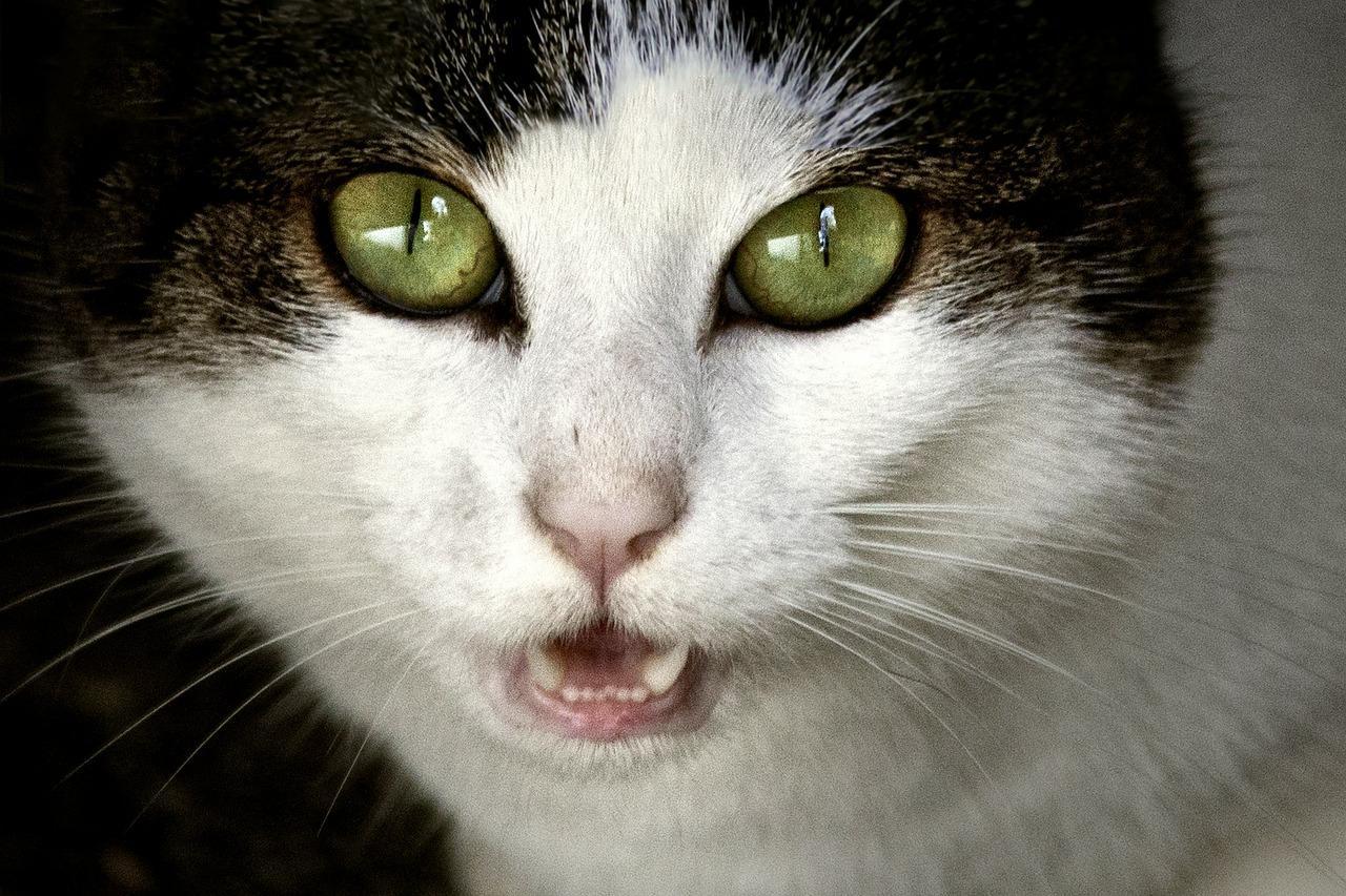Pourquoi mon chat miaule tout le temps ? 10 causes communes