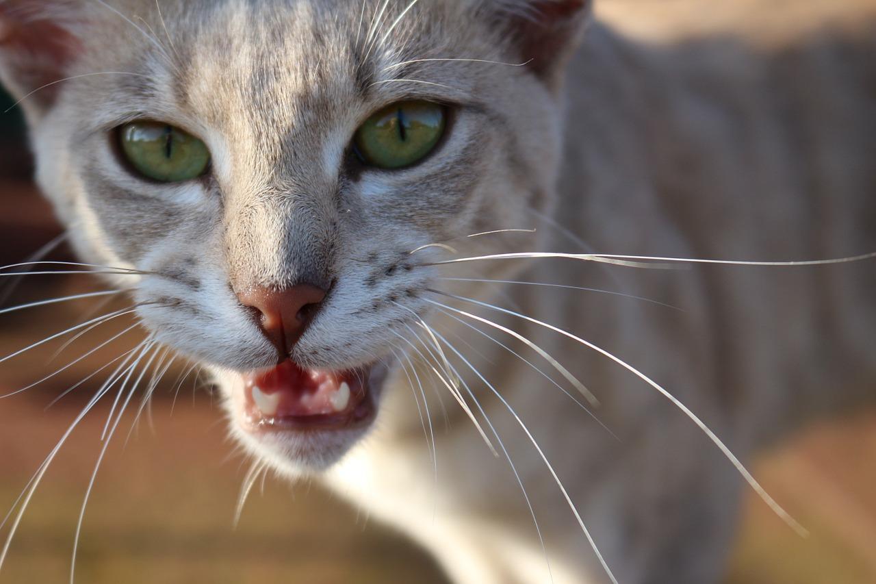Pourquoi mon chat miaule tout le temps ? 10 causes communes