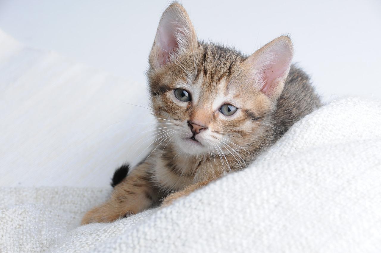Pourquoi mon chat miaule tout le temps ? 10 causes communes