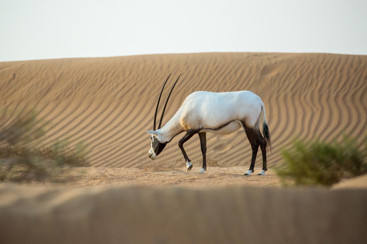 16 Animaux Du MAROC Avec NOMS Et PHOTOS