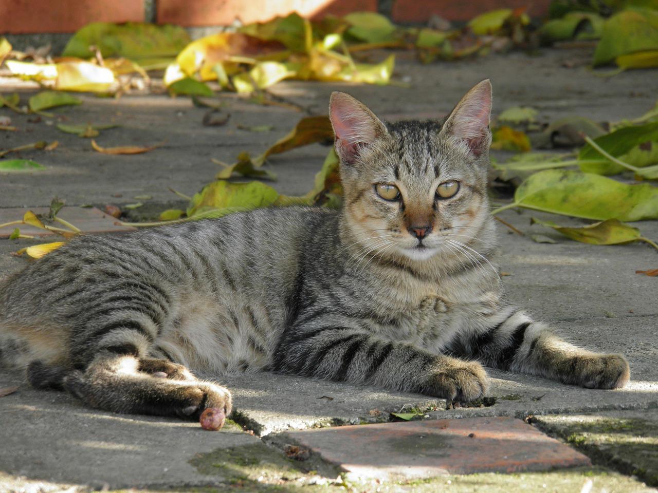 Pourquoi mon chat miaule tout le temps ? 10 causes communes