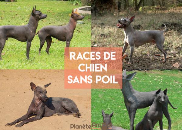 6 races de chiens sans poils