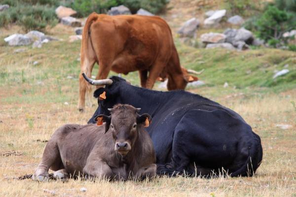 Différences entre bœuf et taureau - Autres appellations des bovins domestiques