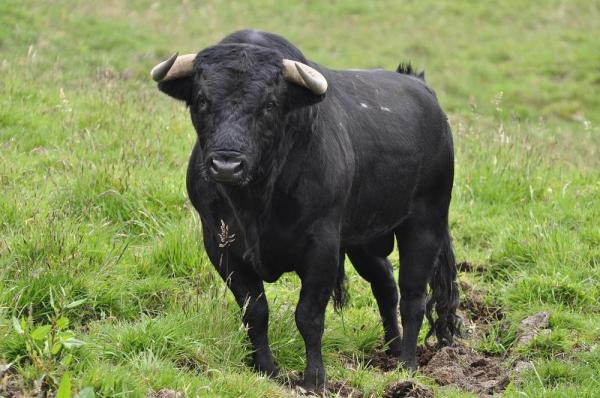 Différences entre bœuf et taureau