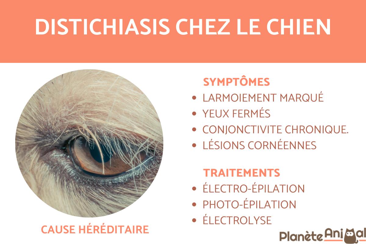 Distichiasis chez le chien - Causes et traitement